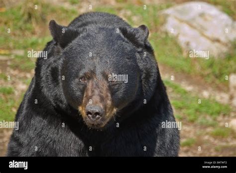 oso maduro